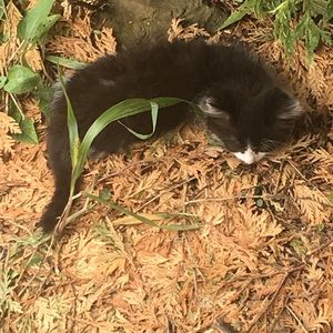 Meet your Posher, Princess